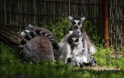 Magán Zoo