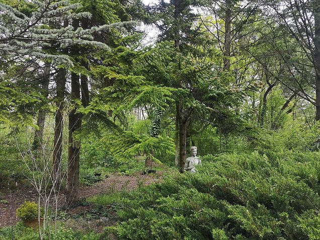 Tűlevél túra - botanikussal, GreenWalks kirándulás 2026.05.17.