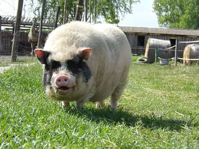 Füzesgyarmati Állatpark És Vadfarm