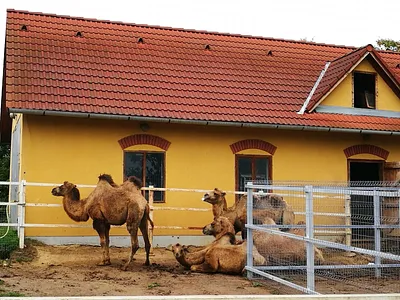 Afrika Múzeum