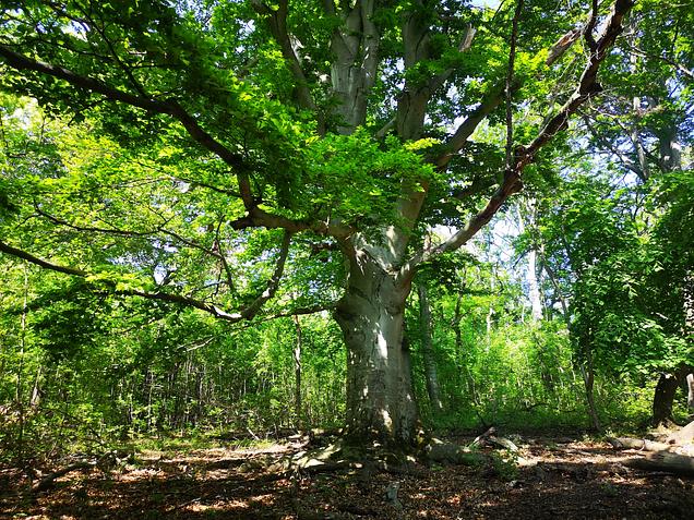 Túra az öreg bükkhöz - GreenWalks 2026.05.10.