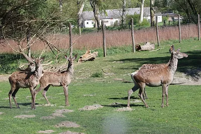 Dodó Vadfarm és Szabadidőpark