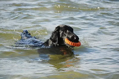 Balatonföldvár Kutyafürdetőhely