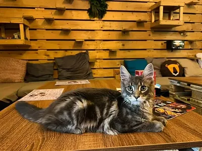 Cat Café Budapest