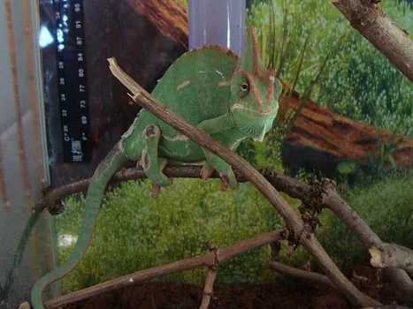 Lepke és egzotikus hüllőkiállítás – Keszthely