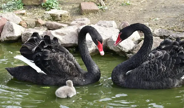 Balatoni Madárkert - díszmadár és kisállatpark