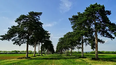 Fenyves allé – Keszthely