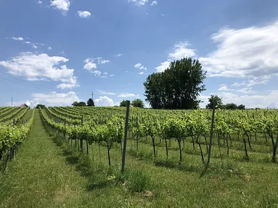 Bokros-hegy – Balatonkeresztúr