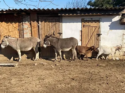 Kata Ranch