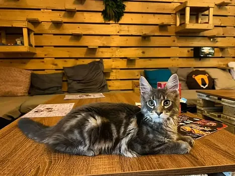 Cat Café Budapest