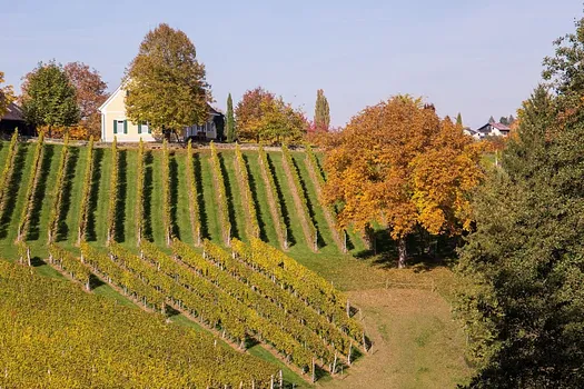 Mörk Pincészet – Balatonakali
