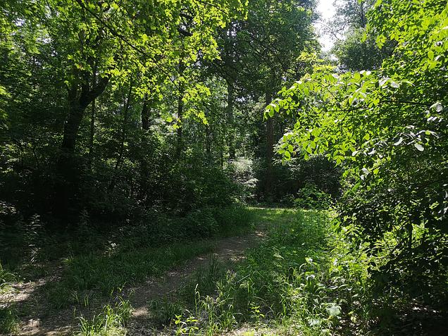 Mezítláb az erdőben - GreenWalks kirándulás
