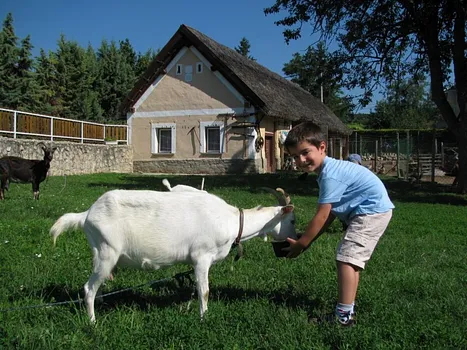 Livi állatfarmja – Gyenesdiás
