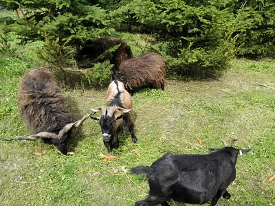 Diósjenői Erdei Szabadidőpark