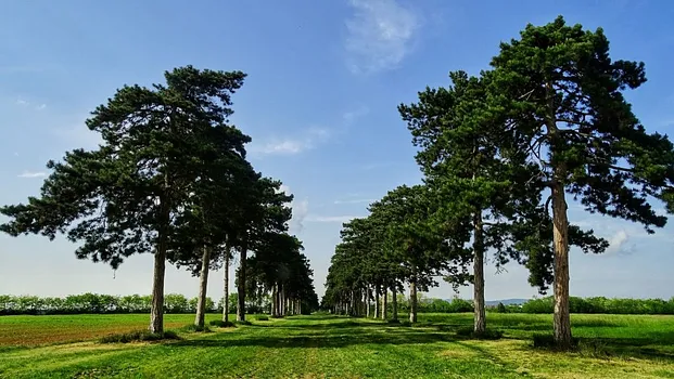 Fenyves allé – Keszthely