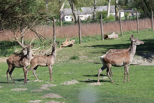 Dodó Vadfarm és Szabadidőpark