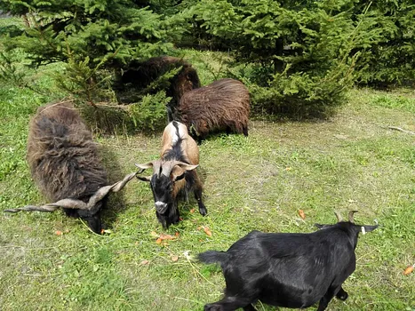 Diósjenői Erdei Szabadidőpark