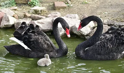 Balatoni Madárkert - díszmadár és kisállatpark