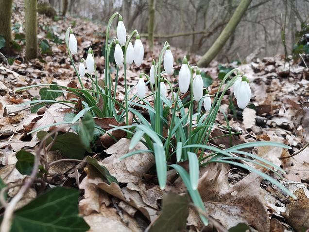 A Fehér Barátok nyomában - GreenWalks Budapest kirándulás 2026.02.22.